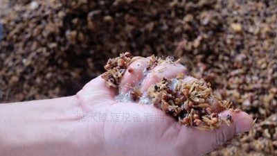 用小型燒酒設(shè)備蒸酒時(shí)，酒醅含水量也會影響白酒口感和出酒率？