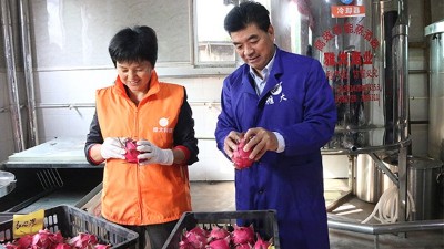 雅大1000斤火龍果酒發(fā)酵中，特邀您體驗(yàn)后期果酒壓榨、滅菌全過(guò)程！