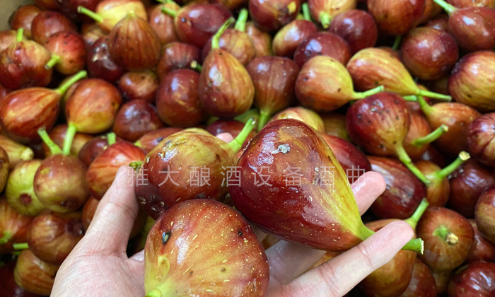 9.16挑選出來的長(zhǎng)相難看的無花果、小果