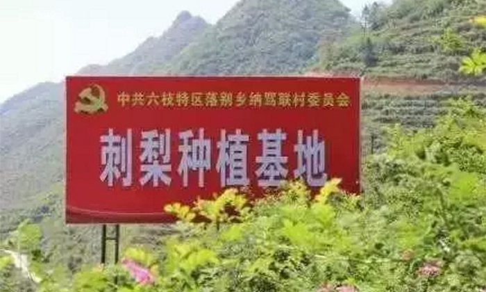 刺梨種植基地