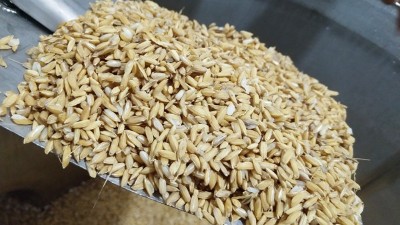 用烤酒設(shè)備做固態(tài)酒，做好這7點(diǎn)出酒率瞬間提高20%！