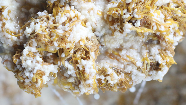 重陽節(jié)養(yǎng)生佳釀，菊花糯米酒的釀酒技藝