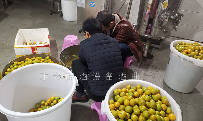皇帝柑釀酒技術—清洗