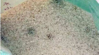 白酒蒸餾設(shè)備釀的酒苦味重，可能是原料惹的禍