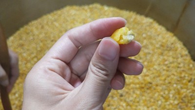 很多人用烤酒設備做固態(tài)酒時用這種水泡糧，怪不得不出酒！