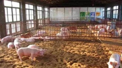 釀白酒設(shè)備釀酒為主，養(yǎng)豬為輔，僅一年時(shí)間，收入百萬(wàn)