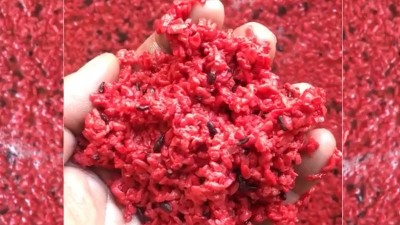 用小型蒸酒設(shè)備釀造純手工紅曲酒，紅火迎新年！