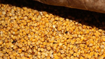 用玉米釀酒設(shè)備釀酒發(fā)酵時(shí)忽視這7點(diǎn)，好酒會(huì)離你越來越遠(yuǎn)！